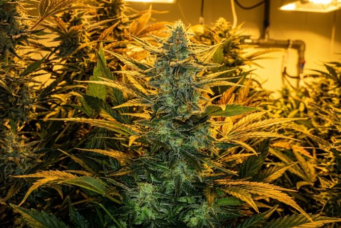 Healthy cannabis lowryder auto plant