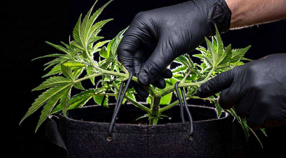 Grower gently tying down autoflower branches to improve light exposure and create an even canopy.