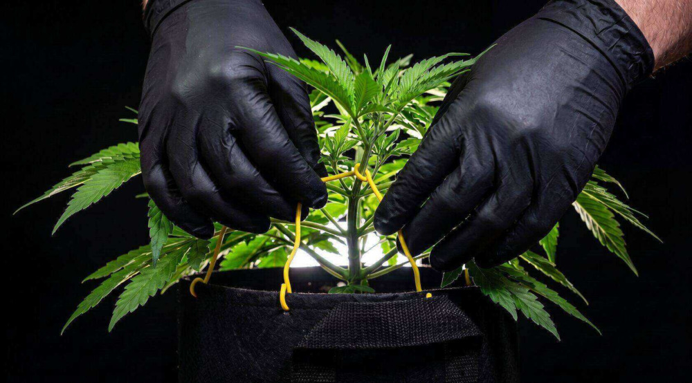 Soft plant tie anchored through a fabric pot rim with a non-cinching loop around an autoflower stem.