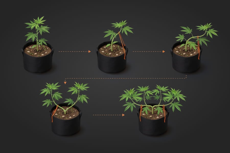 Illustration showing how LST shapes an autoflower cannabis plant by bending and positioning branches for an even canopy.