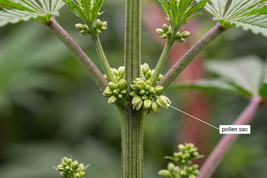 Close-up of male cannabis pollen sac clusters at the node, showing round grape-like balls grouped together with no white hairs.