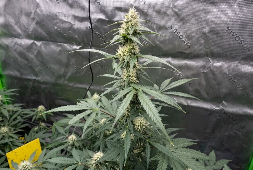 Northern light auto plant