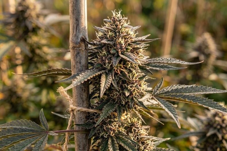 Healthy northern light autoflower