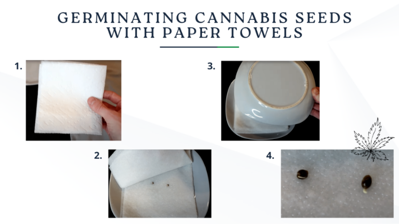  Close-up of a germinated cannabis seed with the shell cracked open and a white taproot emerging between damp paper towels.