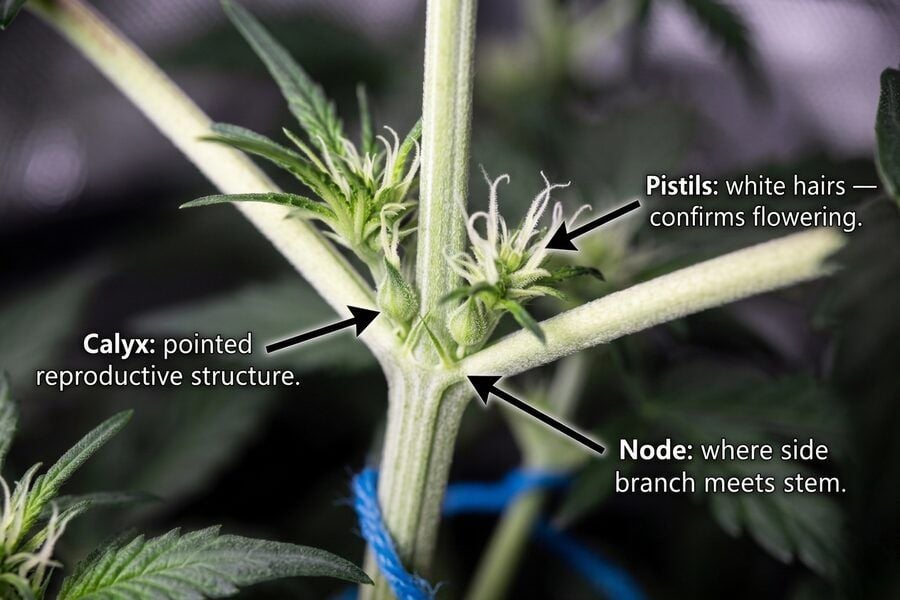 Pre-flower hairs at the nodes