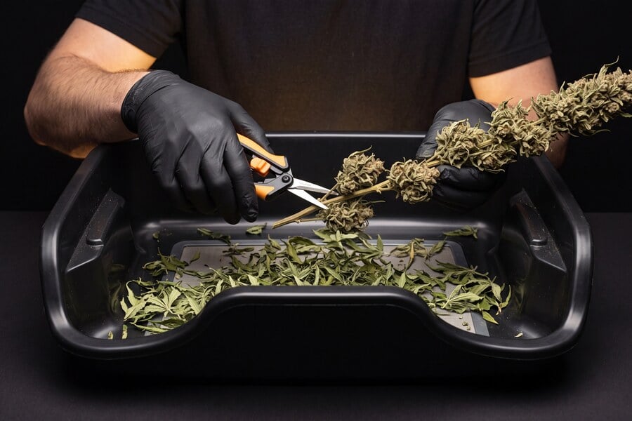Cannabis leaves are carefully cut from the branch, showing that trimming improves the overall quality, not just the plant’s appearance.