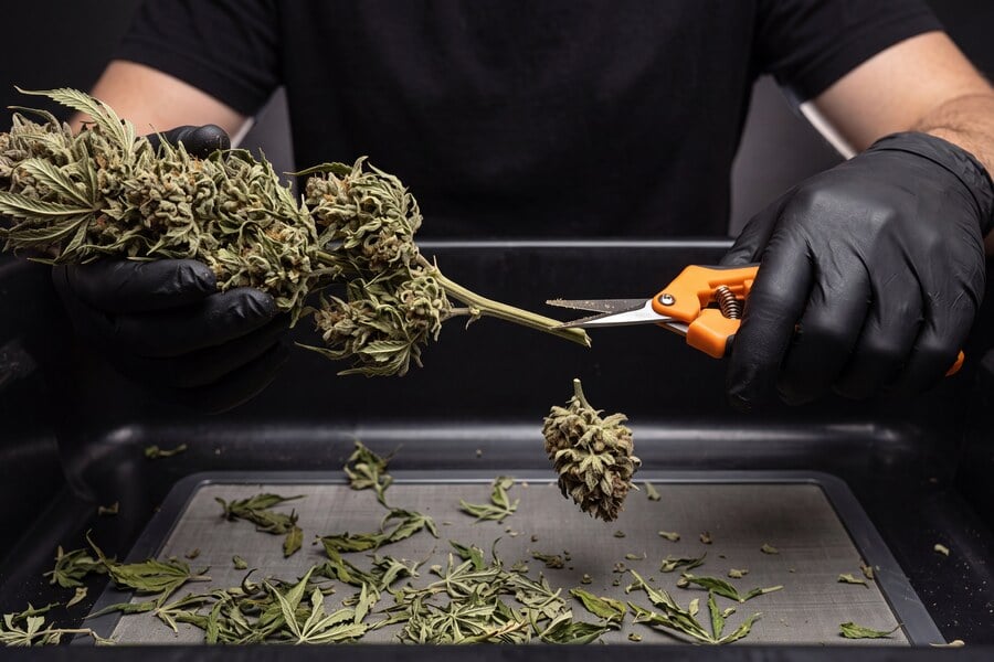 Cannabis leaves are carefully cut with scissors and placed into a tray, reducing bulk and improving airflow so each branch can dry more evenly and avoid trapped moisture or mold.