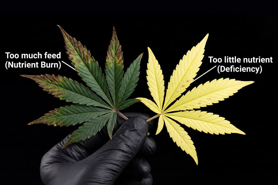 Two cannabis leaves side by side: one has burnt brown tips from too much feed, while the other is pale and yellow from not getting enough nutrients.