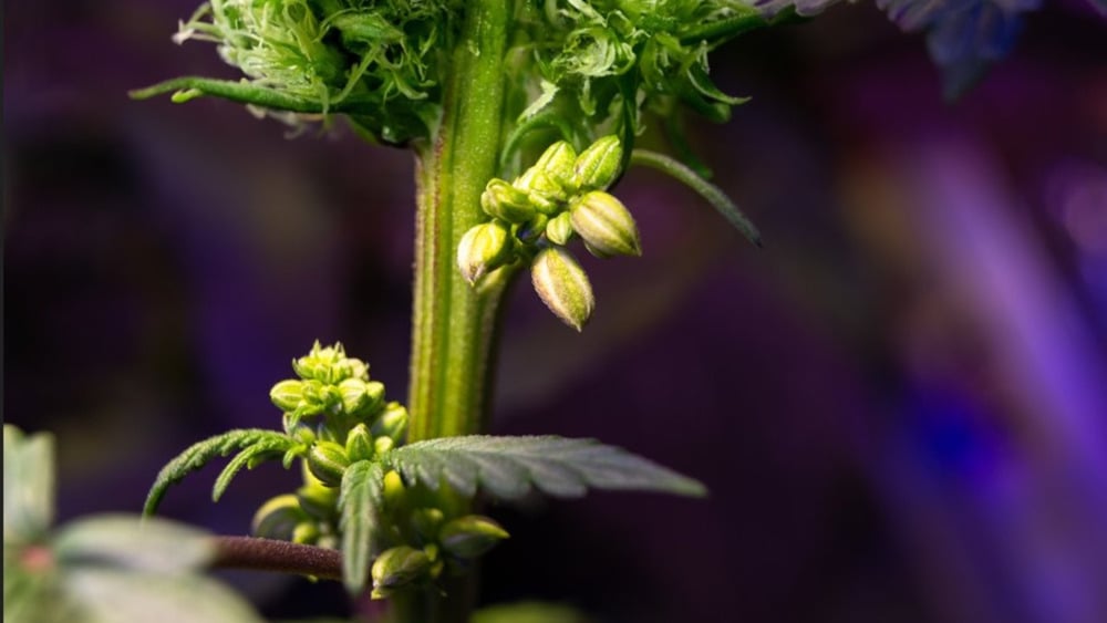 An overview of pollen sacs at the nodes