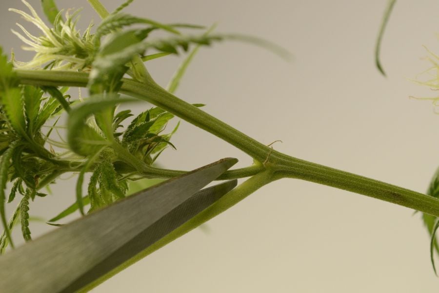 Scissors cutting a cannabis plant stem just above a node during topping