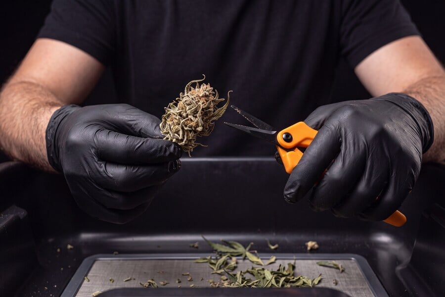 Cannabis leaves and buds are carefully cut from the branch with scissors and collected in a tray, showing the simple tools needed for trimming.