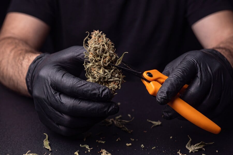 Dried cannabis leaves are carefully trimmed with scissors to remove the extra plant material and clean up the buds.