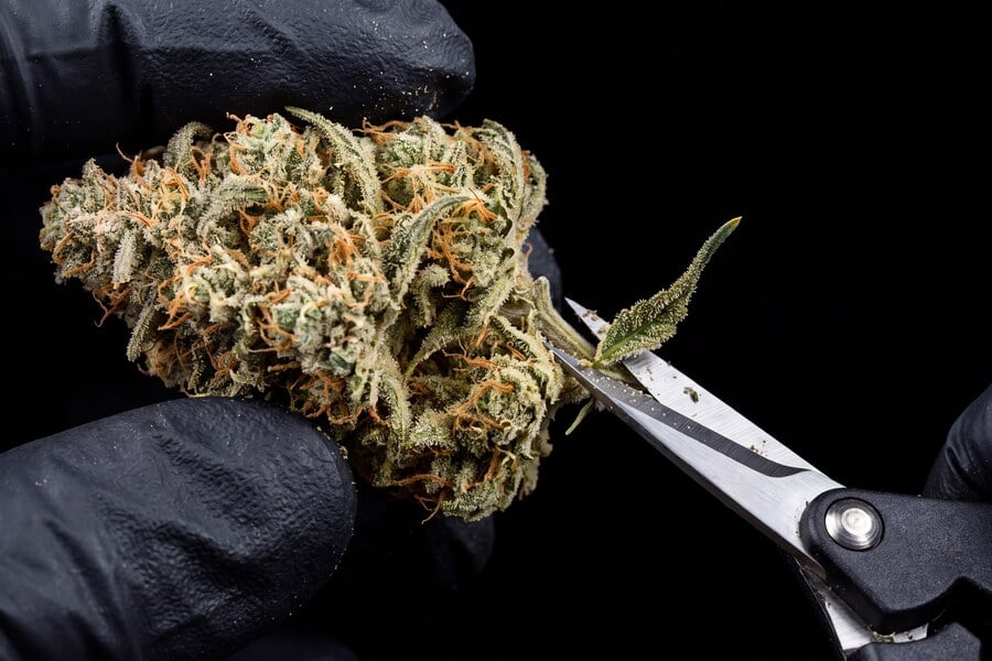 A sugar leaf is carefully trimmed from the cannabis bud, helping it look cleaner without damaging the flower.