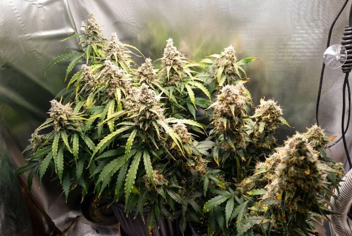 Healthy white widow cannabis plant in a grow tent