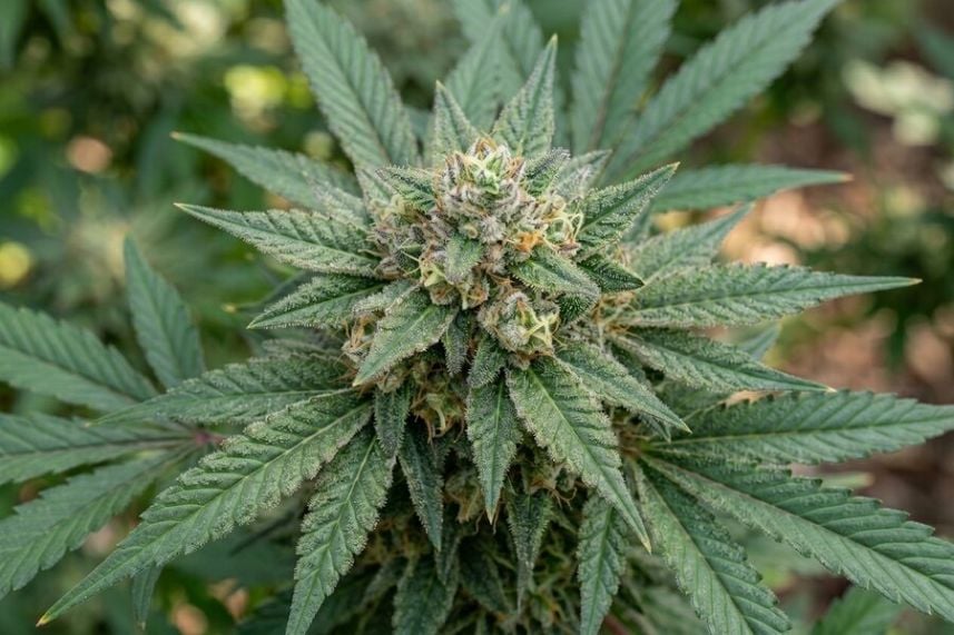 White russia auto plant