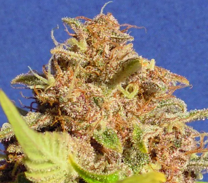wedding cake strain