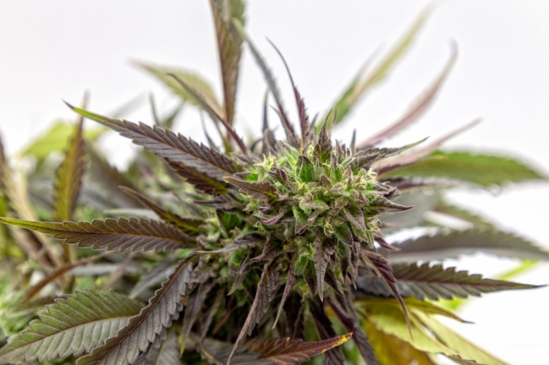 purple kush