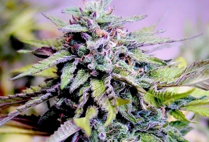 granddaddy purple