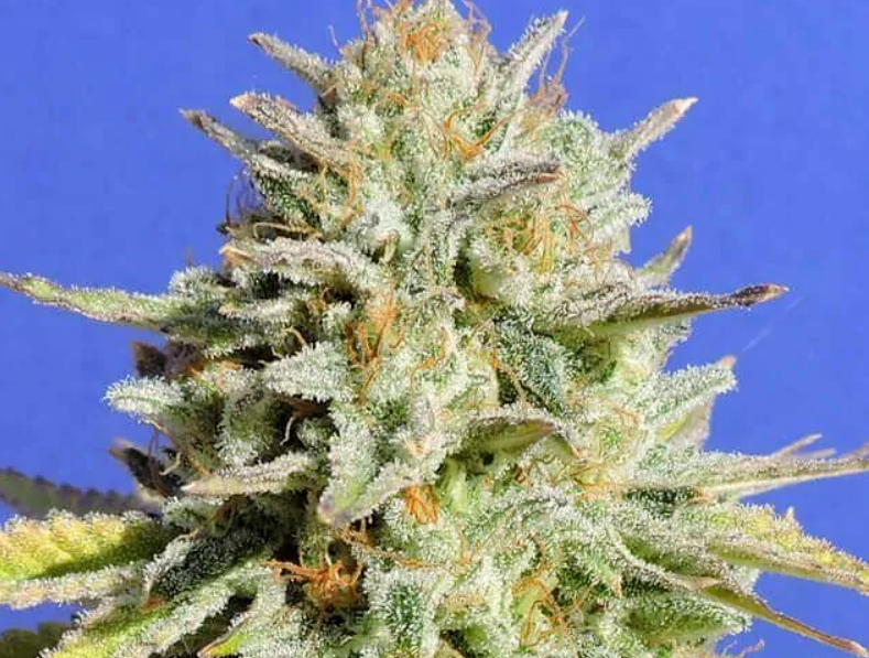 gorilla glue 4