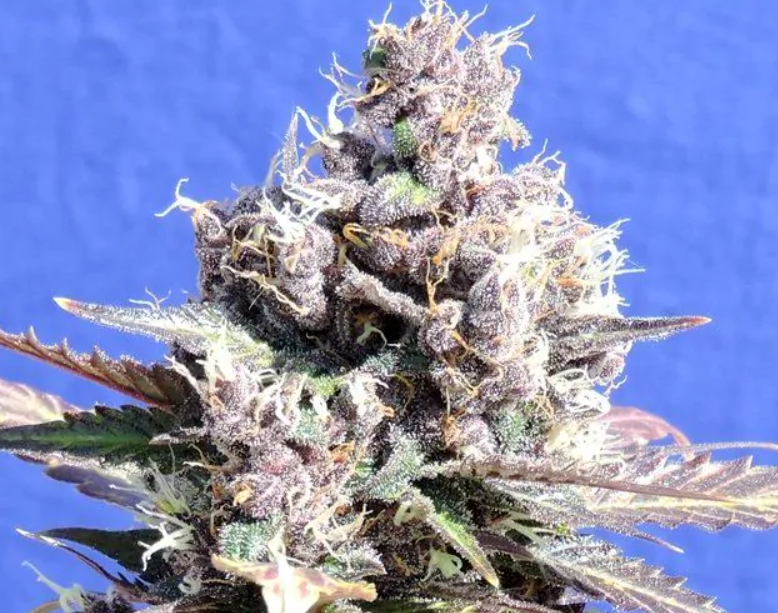 gelato strain