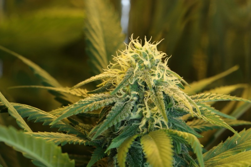 kosher kush