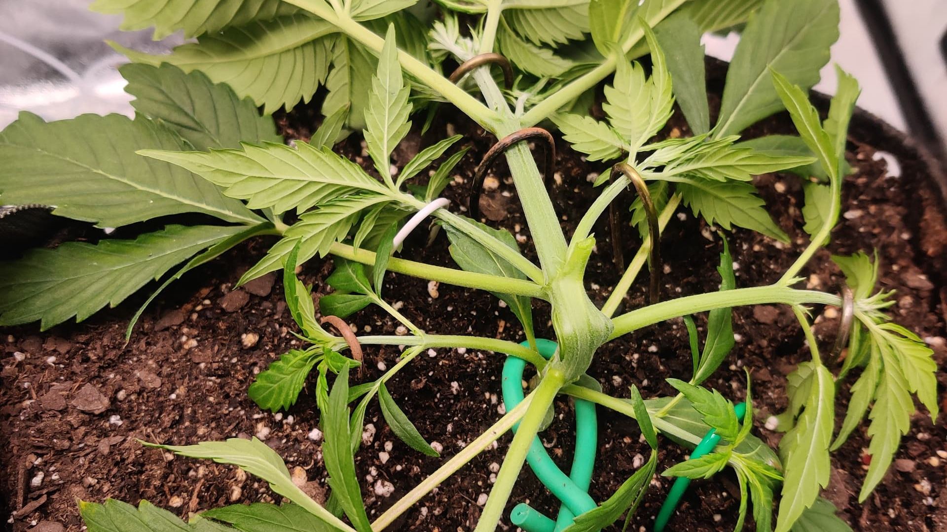 Super Cropping Cannabis: A Guide to Better Buds & Bigger Yields