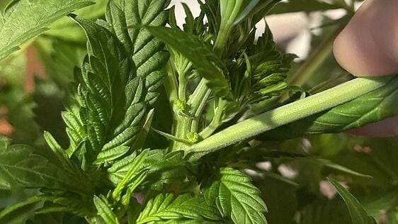 Early Signs of Male Plant: How to Identify Male Cannabis Plants Before It's Too Late