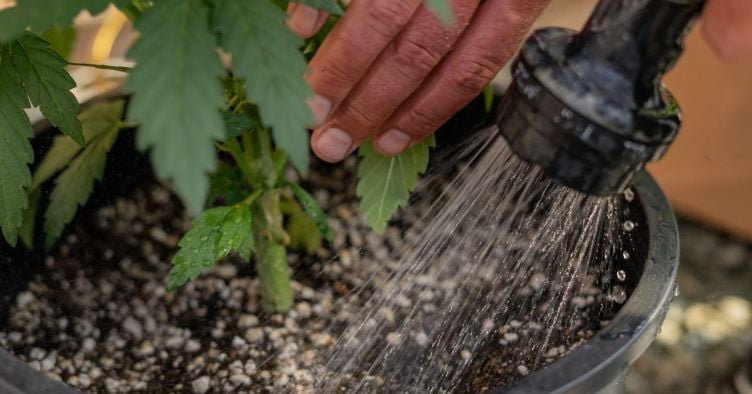 Watering Weed Plants: A Complete Grower's Guide