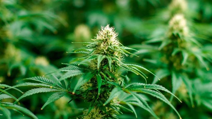 Early Signs of a Female Plant: How to Identify Female Cannabis Plants 