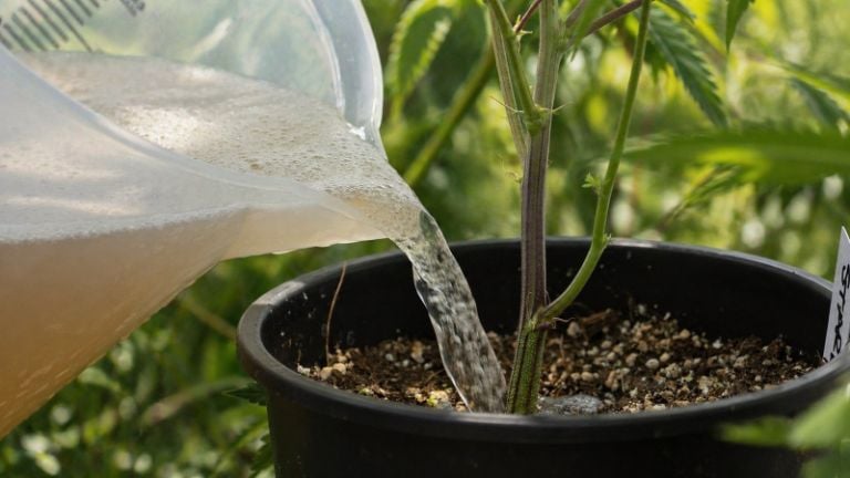Outdoor Marijuana Feeding Schedule: A Stage-by-Stage Grow Guide