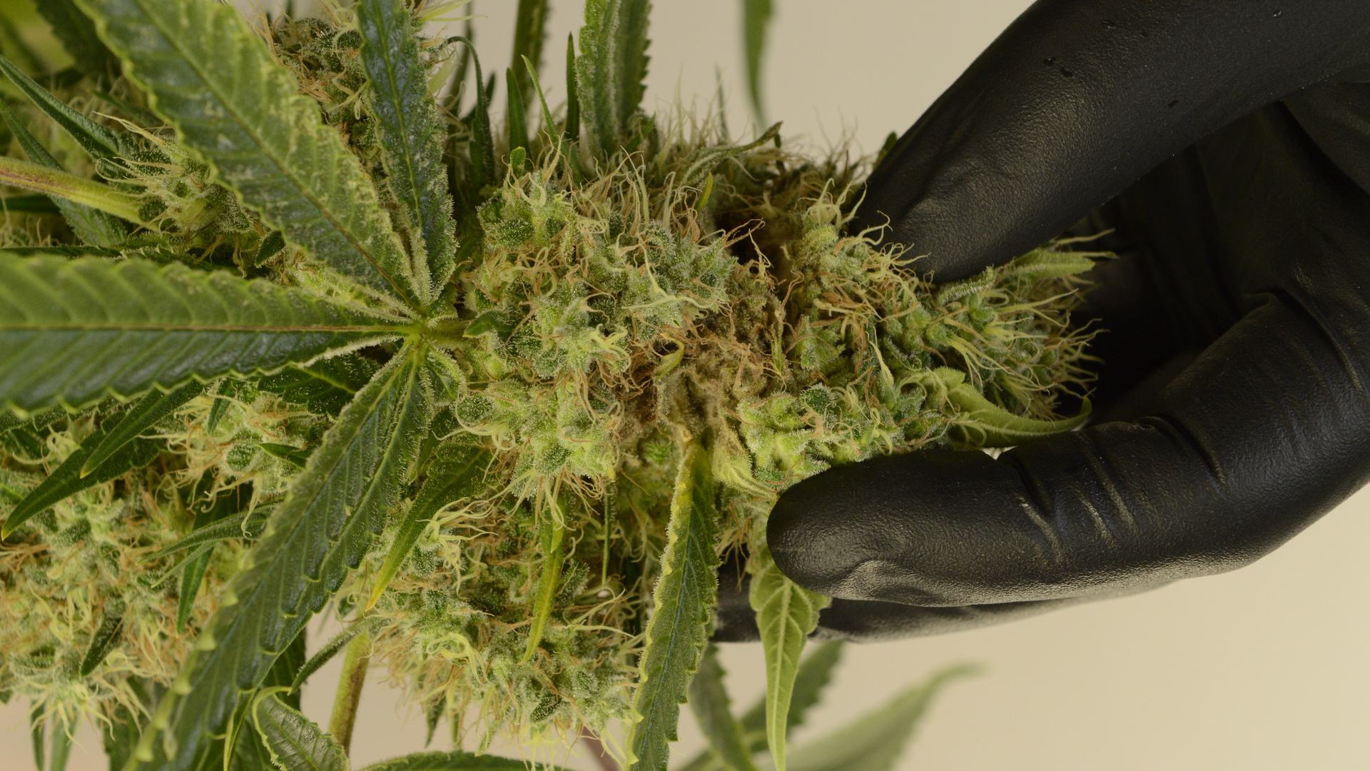 Bud Rot in Cannabis: How to Identify, Treat & Prevent Gray Mold
