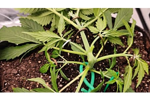 Super Cropping Cannabis