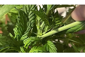 Early Signs of Male Plant