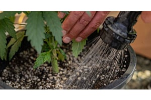 Watering Weed Plants