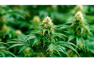  A Female Cannabis Plant