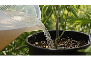 Watering Cannabis Plants outdoors