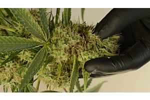 bud Rot in Cannabis