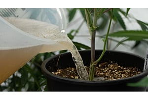 Timing and Nutrients by Growth Stage