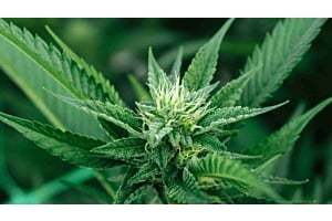 cannabis flowering stage