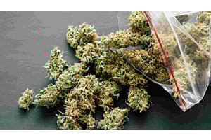 close-up look of vibrant green weed leaves