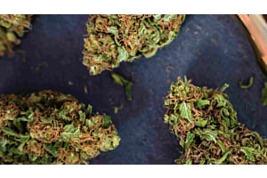 an overview of over-ripe buds and trichomes