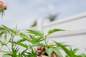 Topping Cannabis