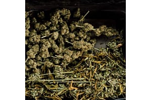 An overview of cannabis