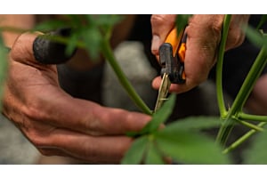 Trimming a Cannabis Plant