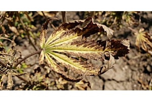 Signs of potassium deficiency