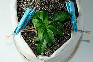 LST Autoflower