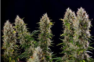 How to Get Bigger Yields from Autoflowers