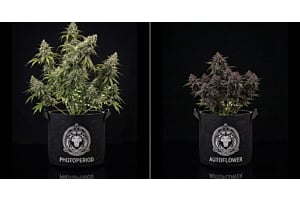 Photoperiod and Autoflower cannabis plants