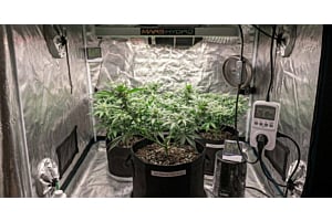 Healthy cannabis plant in a grow tent