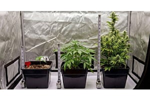 Autoflower Week by Week 